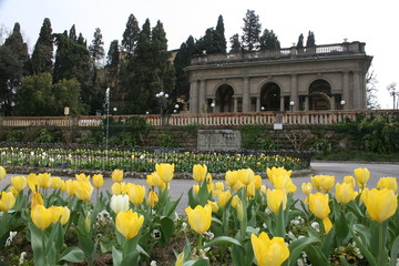 Florence tulips