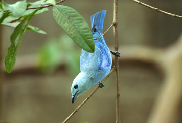 Blue grey tanager on a guava tree branch