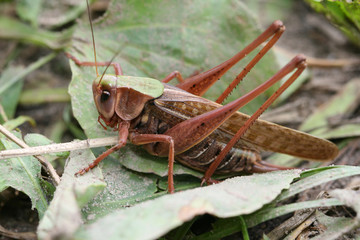 The big grasshopper sits in a green grass