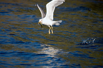 Seagull catches dinner