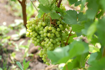 white grape