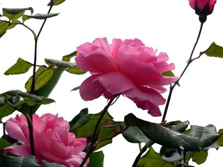 rosa
