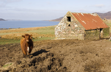 Old byre is still Standing