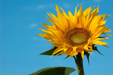 An image of yellow sunflower and sky