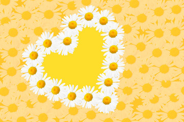 Daisy flowers arranged as the heart