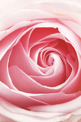 Fototapeta na wymiar the rose