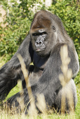 Gorilla