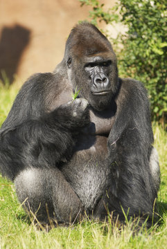 Gorilla