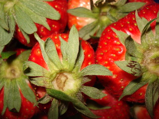 geerntete erdbeeren