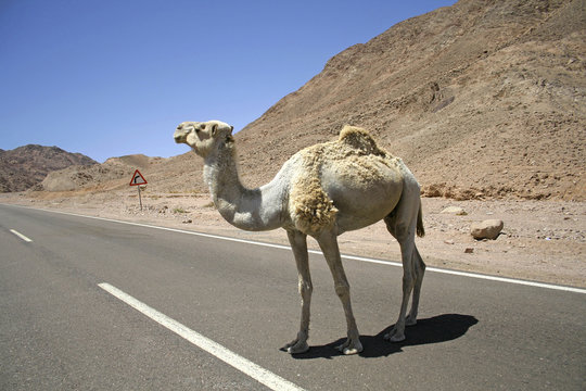 camel in the red sea region, sinai, egypt