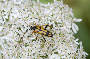 Longhorn Beetle