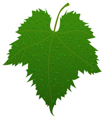 Grape leaf with waterdrops
