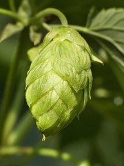 Hop - one's taste beer owes this plant 3