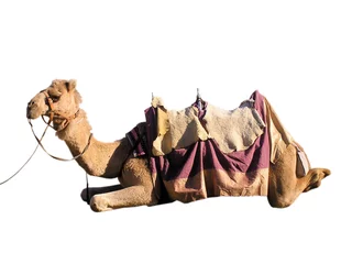 Abwaschbare Fototapete Kamel Kamel