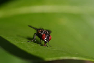 fly on leaf