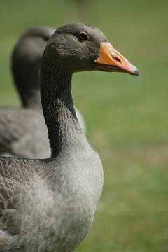 Gossling