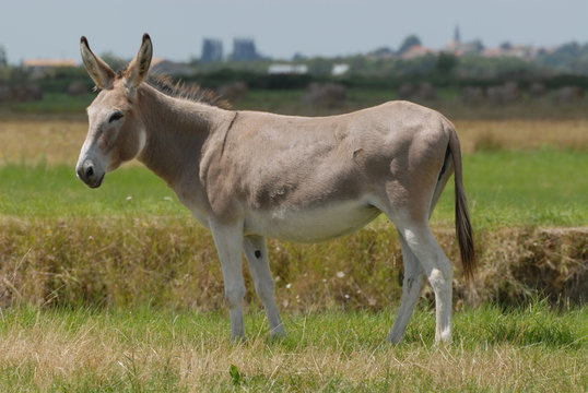 &acirc;ne dans une prairie