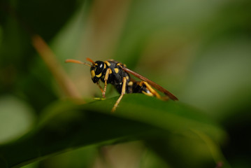 guêpe sur un feuille d'arbuste