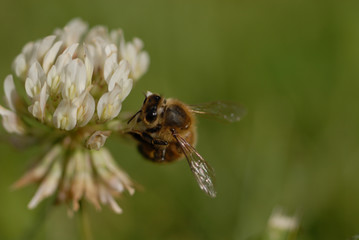 abeille butinant une fleur de trèfle