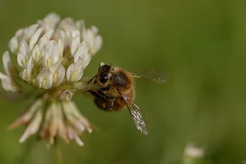 Fotobehang abeille butinant une fleur de trèfle © jeanma85