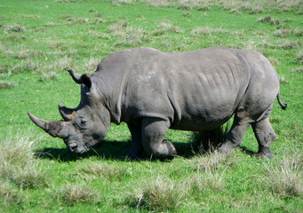 Fototapeta premium Armour.