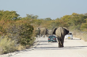 Rencontre voitures et éléphants dans la réserve
