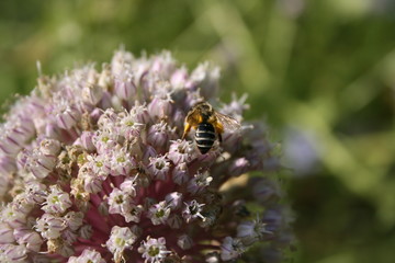 abeille