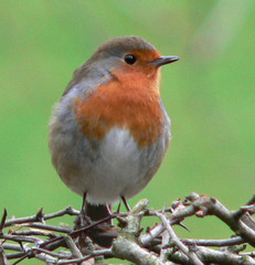 Robin