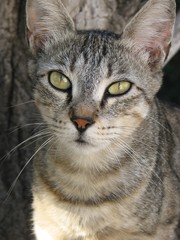 Fototapeta premium Cat Looking Straight in the Eye