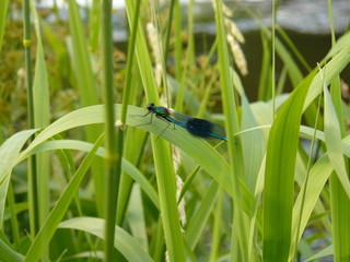Damsel fly 1