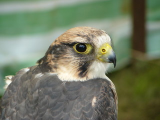 Hawk 1