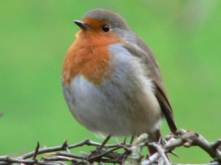 Robin