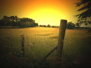 Field