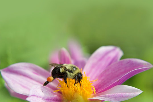 bumblebee on a flower