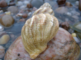 sea shell