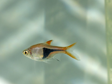 Rasbora