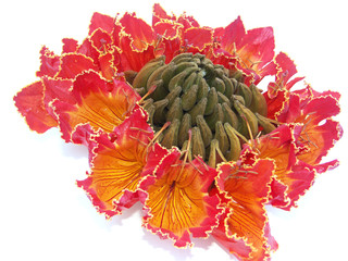 bouquet de tulipes du Gabon