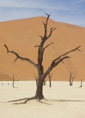 Fototapeta na wymiar Arbre mort devant la dune - Désert du Namib 