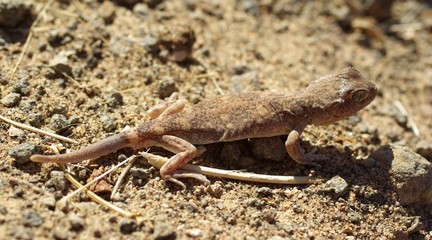 Gecko Ptenopus kochi sur le sol - Namibie - Damaraland