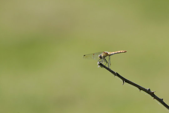 dragonfly