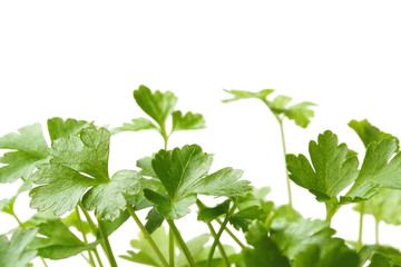 Italian Parsley