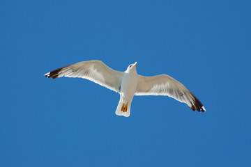 Seagull
