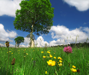 One Sunny Day in Spring or Summer