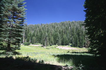 High Sierra Meadow