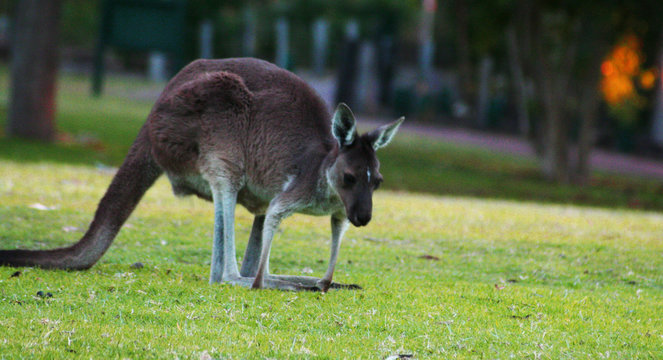 Kangaroo outback