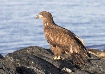 White tailed Eagle.