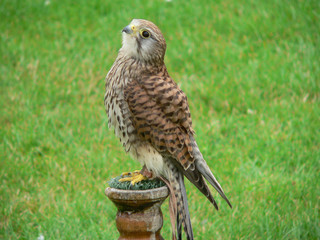 Bird of Prey
