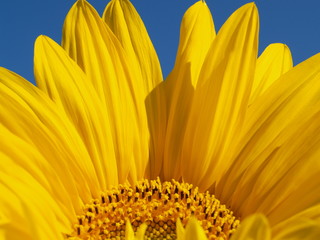 fleur de tournesol