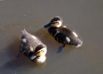 Ducklings