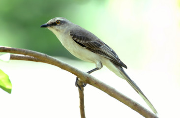 Mockingbird (Mimus gilvus tobagensis) on a guava tree branch